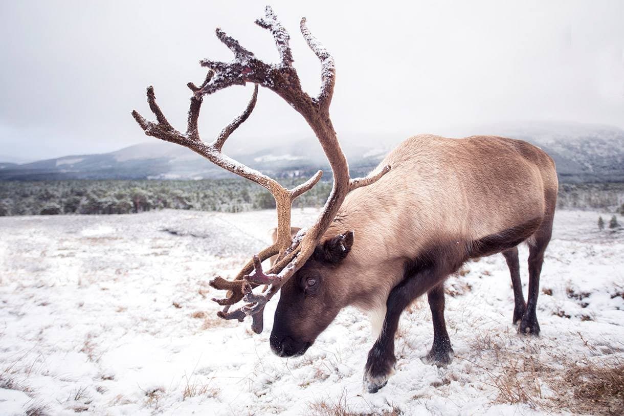 WILDLIFE EXPEDITIONS